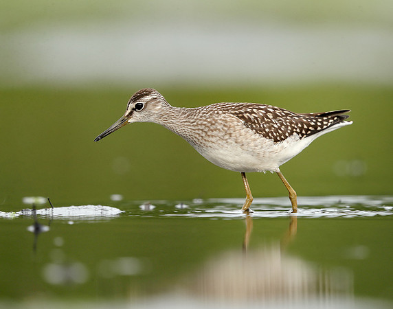 Wood Sandpiper Tringa glareola