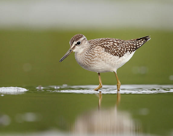Wood Sandpiper Tringa glareola