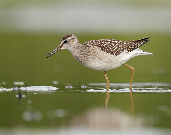 Wood Sandpiper Tringa glareola