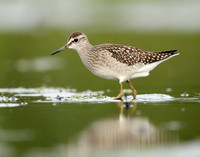 Wood Sandpiper Tringa glareola