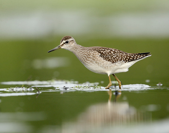 Wood Sandpiper Tringa glareola