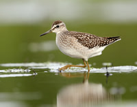 Wood Sandpiper Tringa glareola