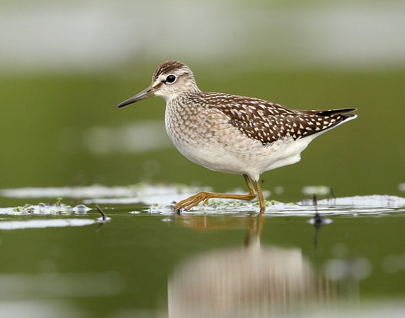 Wood Sandpiper Tringa glareola