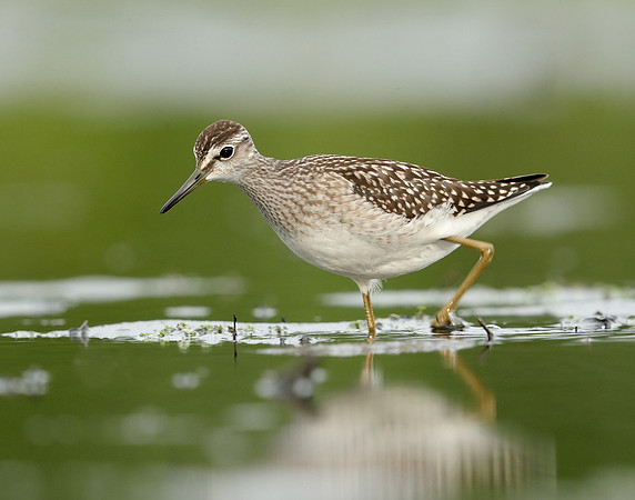 Wood Sandpiper Tringa glareola