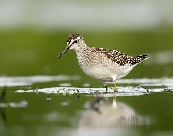Wood Sandpiper Tringa glareola