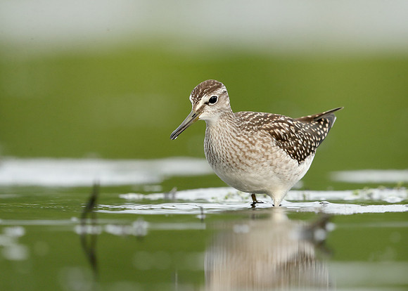 Wood Sandpiper Tringa glareola