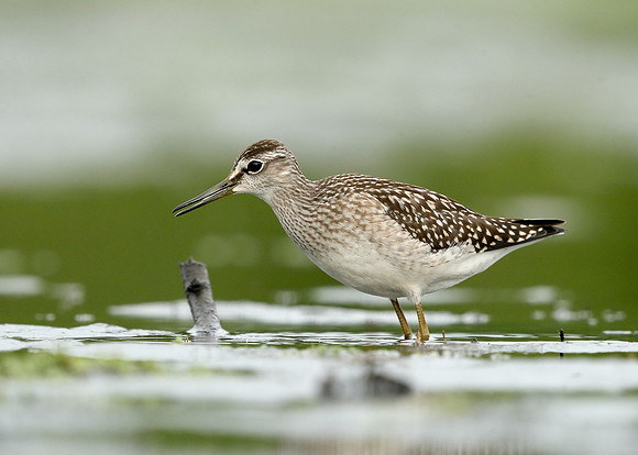 Wood Sandpiper Tringa glareola