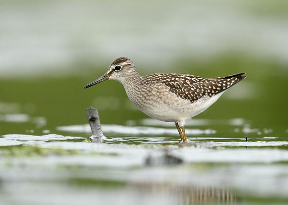 Wood Sandpiper Tringa glareola