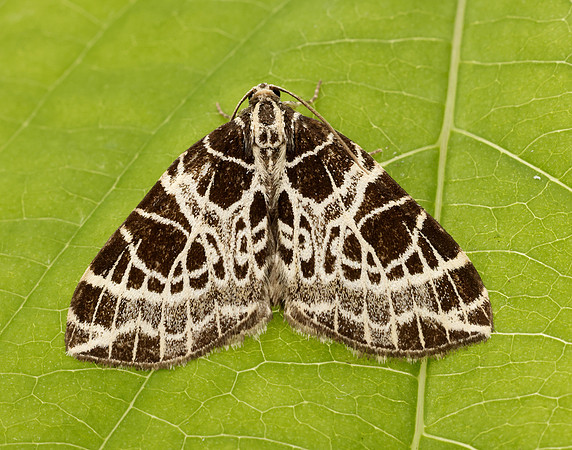 70.088 BF1772 Netted Carpet Eustroma reticulata