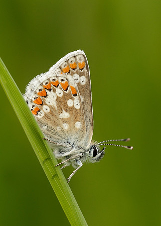 Northern Brown Argus Aricia artaxerxes artaxerxes