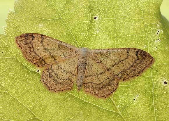 70.016 BF1713 Riband Wave Idaea aversata
