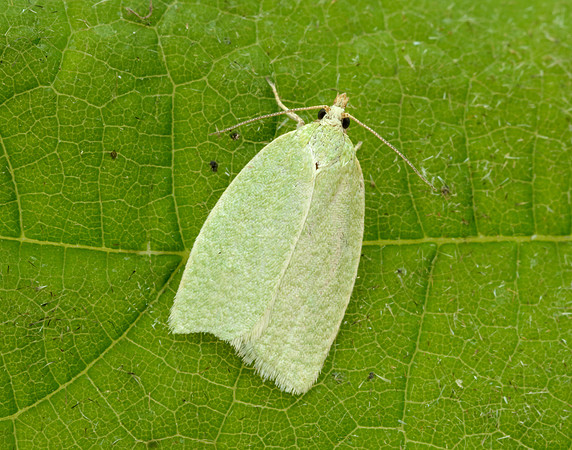 49.059 BF1033 Green Oak Tortrix Tortrix viridana