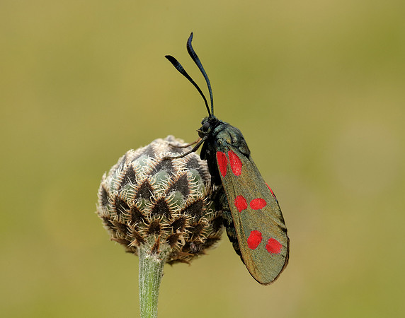 54.008 BF169 Six-Spot Burnet Zygaena filipendulae