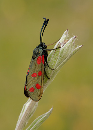 54.008 BF169 Six-Spot Burnet Zygaena filipendulae