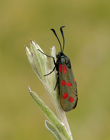54.008 BF169 Six-Spot Burnet Zygaena filipendulae