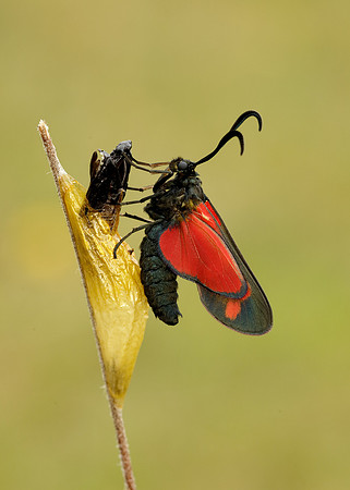 54.008 BF169 Six-Spot Burnet Zygaena filipendulae