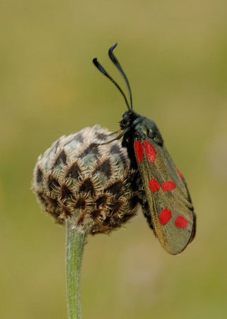 54.008 BF169 Six-Spot Burnet Zygaena filipendulae