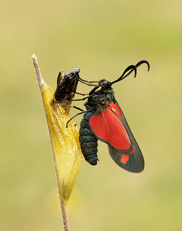 54.008 BF169 Six-Spot Burnet Zygaena filipendulae
