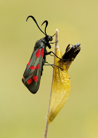 54.008 BF169 Six-Spot Burnet Zygaena filipendulae
