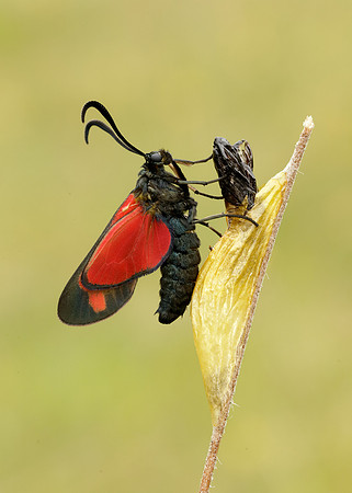 54.008 BF169 Six-Spot Burnet Zygaena filipendulae