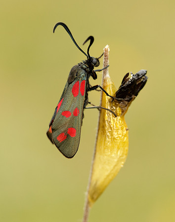 54.008 BF169 Six-Spot Burnet Zygaena filipendulae