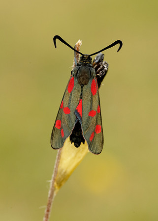 54.008 BF169 Six-Spot Burnet Zygaena filipendulae