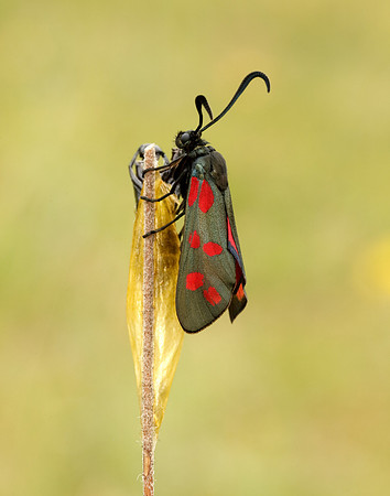 54.008 BF169 Six-Spot Burnet Zygaena filipendulae