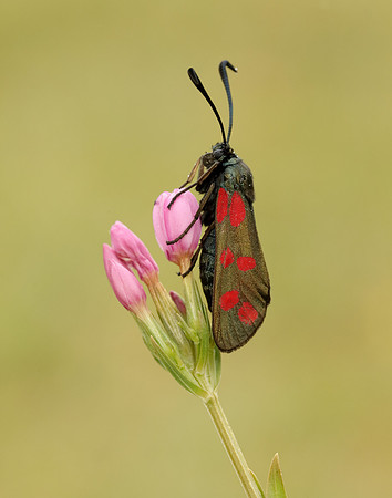54.008 BF169 Six-Spot Burnet Zygaena filipendulae