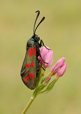 54.008 BF169 Six-Spot Burnet Zygaena filipendulae
