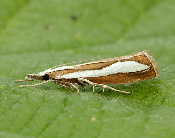 63.099 BF1313 Catoptria pinella