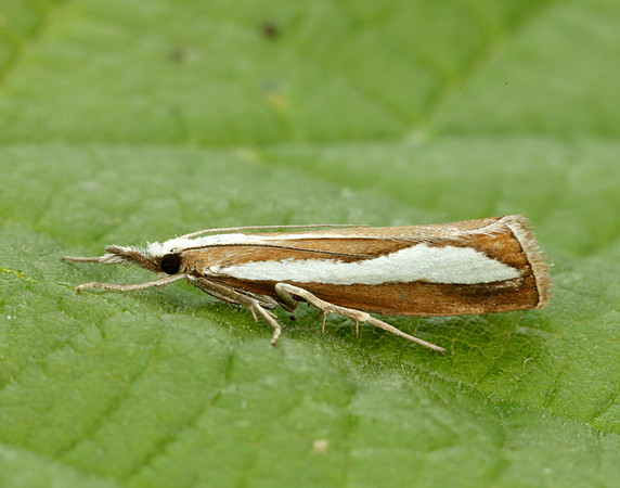 63.099 BF1313 Catoptria pinella