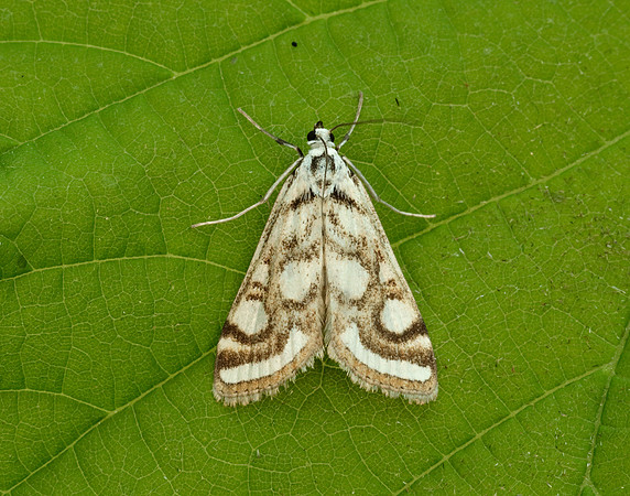 63.118 BF1350 Beautiful China-mark Nymphula nitidulata