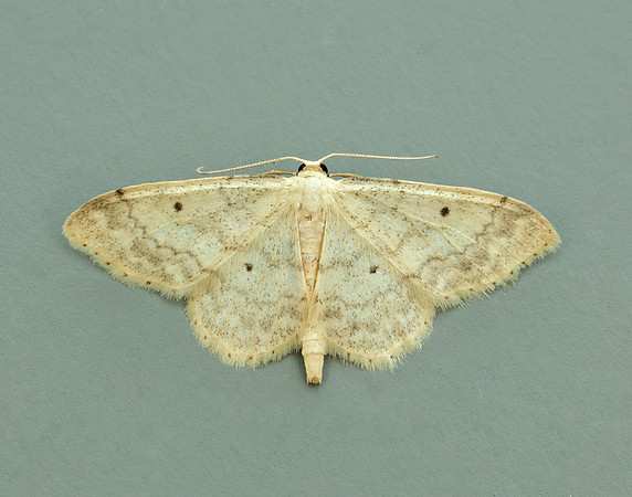 70.013 BF1702 Small Fan-footed Wave Idaea biselata