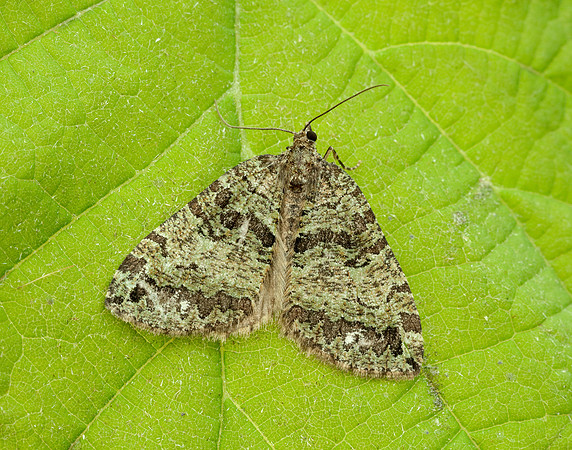70.074 BF1777 July Highflyer Hydriomena furcata