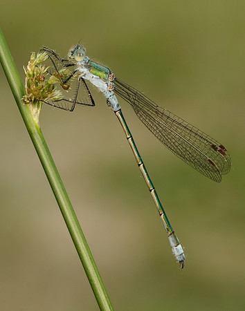Emerald Damselfy Lestes sponsa