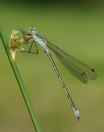 Emerald Damselfy Lestes sponsa