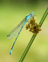 Azure Camselfly Coenagrion puella