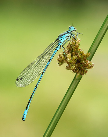 Azure Camselfly Coenagrion puella
