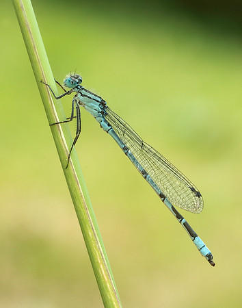 Common Blue Damselfly Enallagma cyathigerum