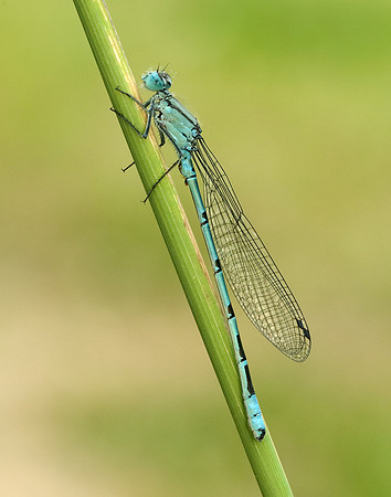 Common Blue Damselfly Enallagma cyathigerum