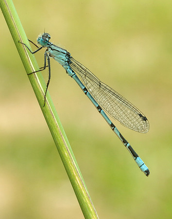 Common Blue Damselfly Enallagma cyathigerum