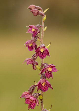 Dark-red Helleborine Epipactis atrorubens