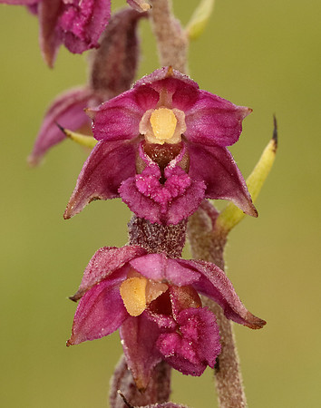 Dark-red Helleborine Epipactis atrorubens