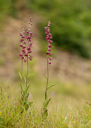 Dark-red Helleborine Epipactis atrorubens