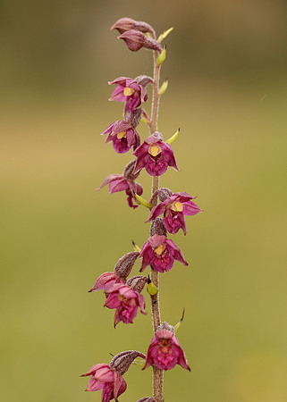 Dark-red Helleborine Epipactis atrorubens