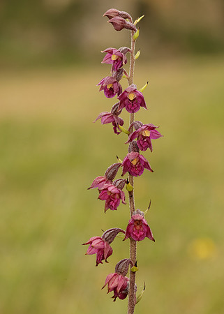 Dark-red Helleborine Epipactis atrorubens