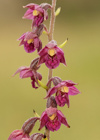 Dark-red Helleborine Epipactis atrorubens