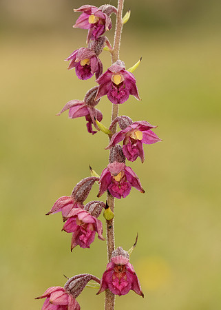Dark-red Helleborine Epipactis atrorubens