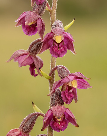 Dark-red Helleborine Epipactis atrorubens