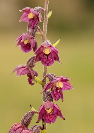 Dark-red Helleborine Epipactis atrorubens